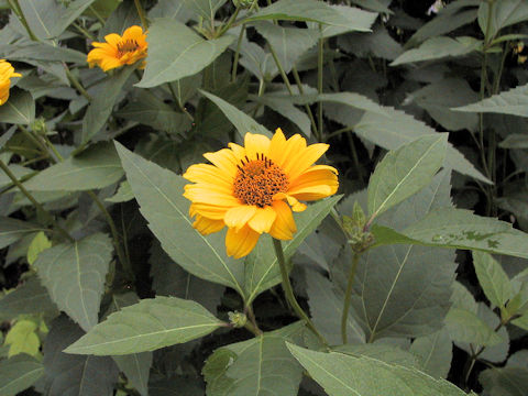 Helianthus atrorubens