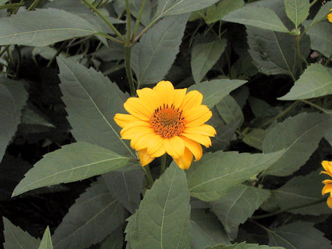 Helianthus atrorubens