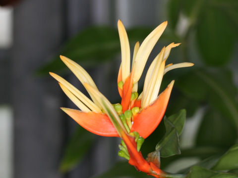 Heliconia aurantiaca