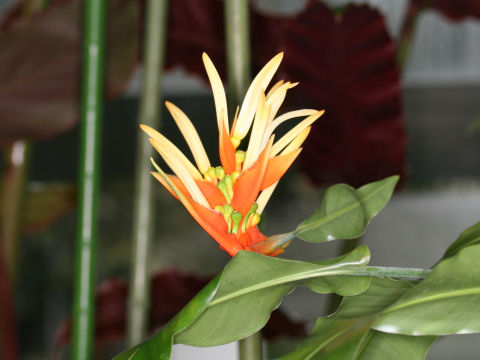 Heliconia aurantiaca