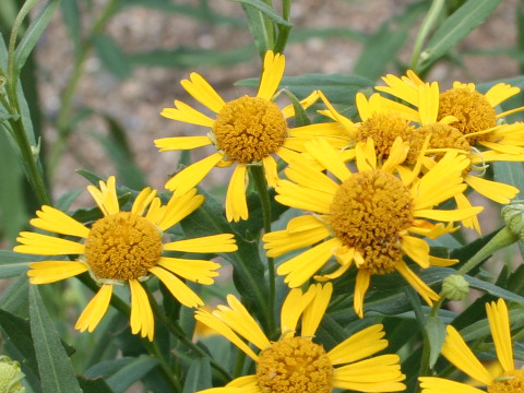 Helenium autumnale