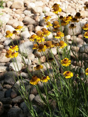 Helenium bigelovii