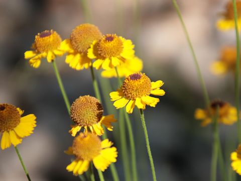 Helenium bigelovii