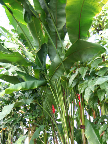 Heliconia bihai