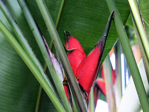 Heliconia bihai