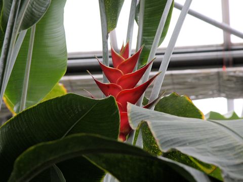 Heliconia caribaea