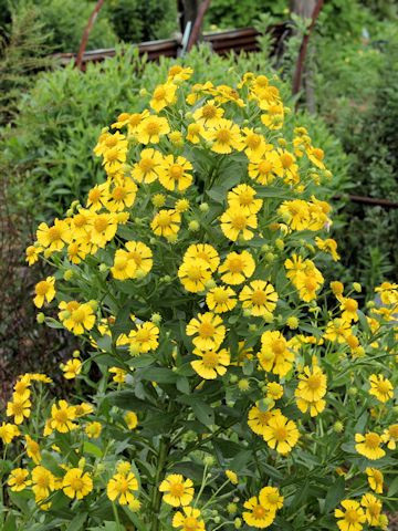 Helenium sp.