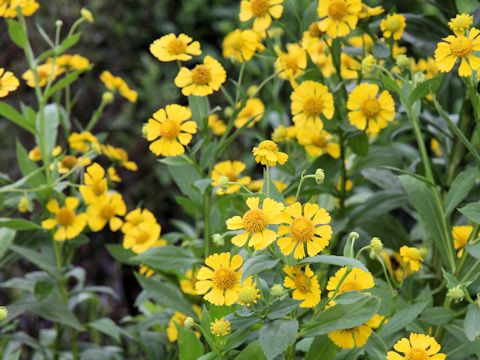 Helenium sp.