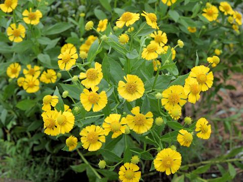 Helenium sp.