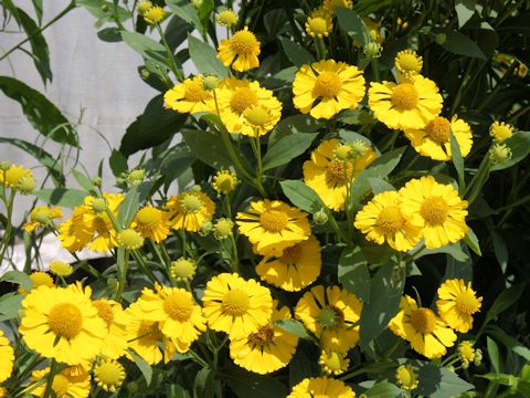 Helenium sp.