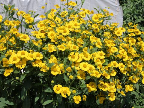 Helenium sp.