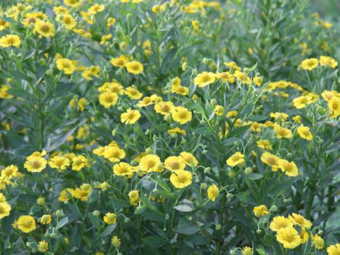 Helenium sp.