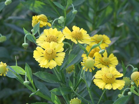 Helenium sp.