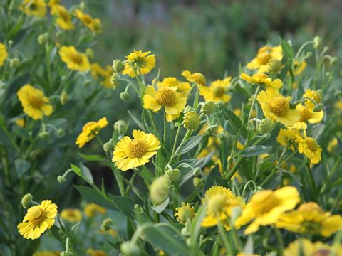 Helenium sp.