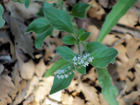 Heliotropium europaeum