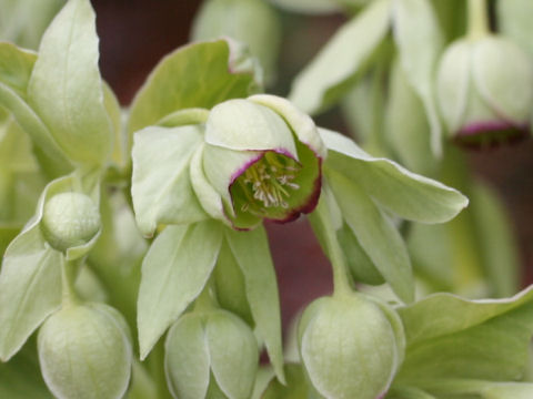 Helleborus foetidus