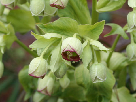 Helleborus foetidus