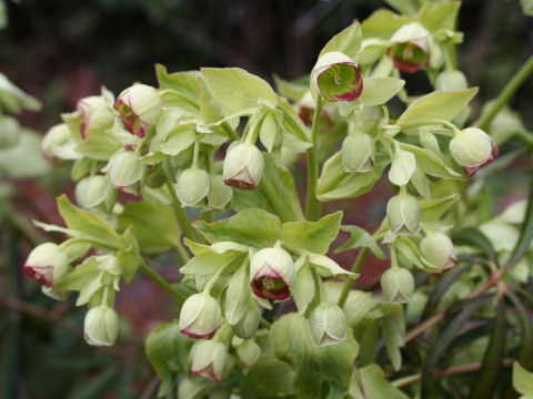 Helleborus foetidus