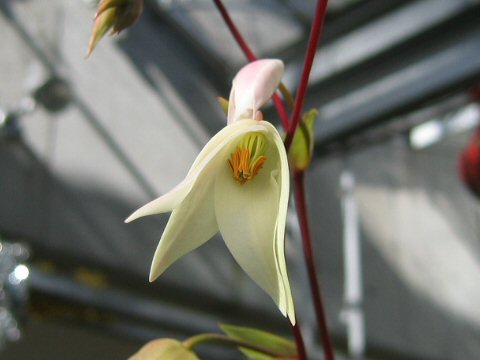 Heliamphora sp.