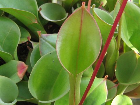 Heliamphora sp.