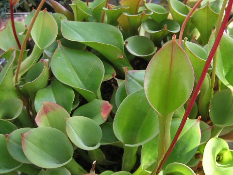 Heliamphora sp.