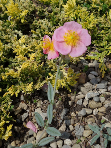 Helianthemum 'Rhodanthe Carneum'