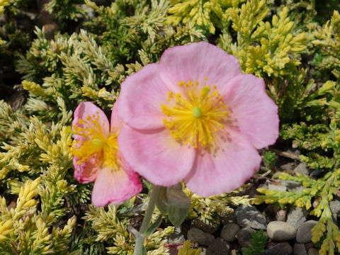 Helianthemum 'Rhodanthe Carneum'