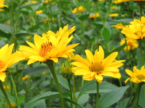 Heliopsis scabra