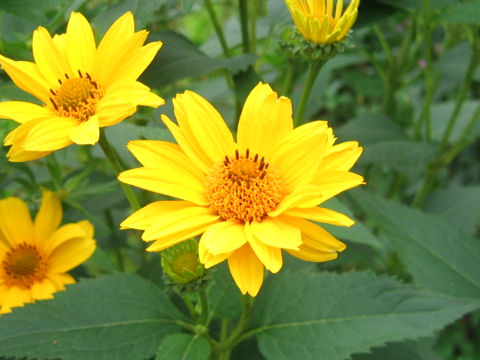 Heliopsis scabra