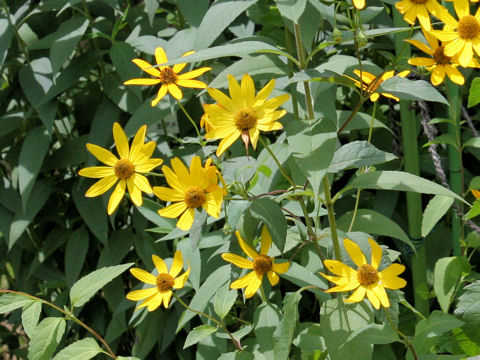 Heliopsis scabra