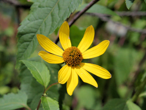 Heliopsis scabra