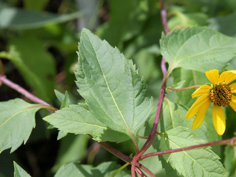 Heliopsis scabra