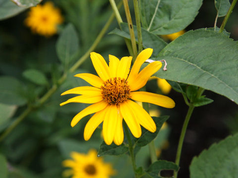 Heliopsis scabra