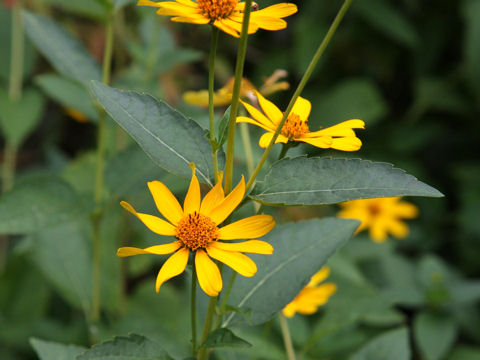 Heliopsis scabra