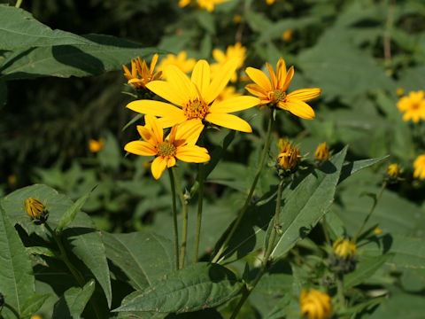 Heliopsis scabra