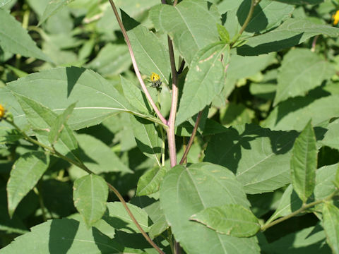 Heliopsis scabra