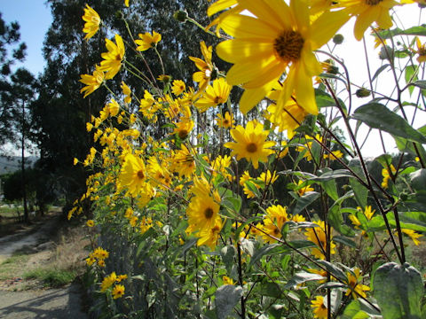 Heliopsis scabra