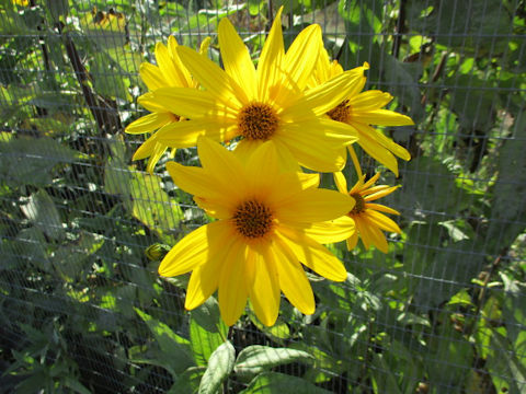 Heliopsis scabra