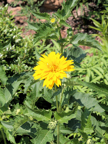 Heliopsis scabra 'Sommersonne'