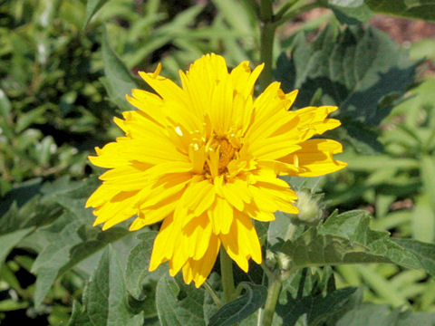 Heliopsis scabra 'Sommersonne'