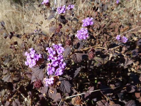 Heliotropium peruvianum