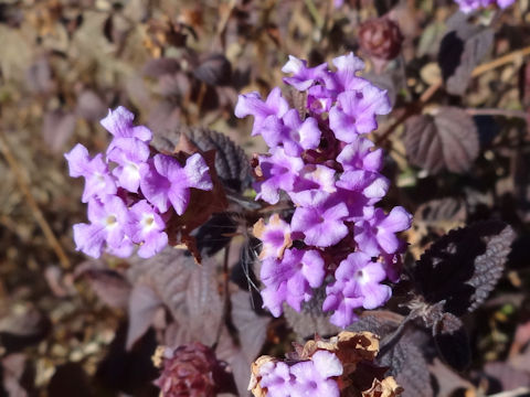 Heliotropium peruvianum