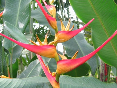 Heliconia latispatha