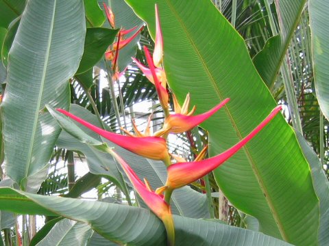 Heliconia latispatha