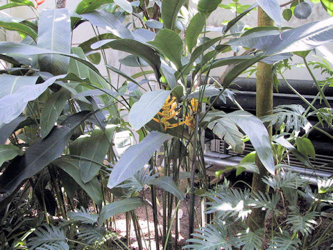 Heliconia lingulata