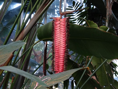 Heliconia mariae