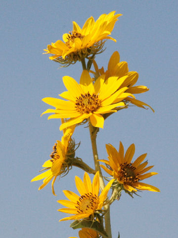 Helianthus maximiliani