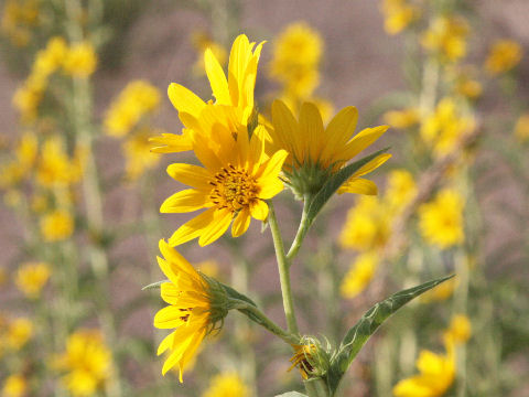 Helianthus maximiliani