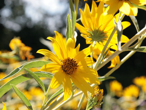 Helianthus maximiliani