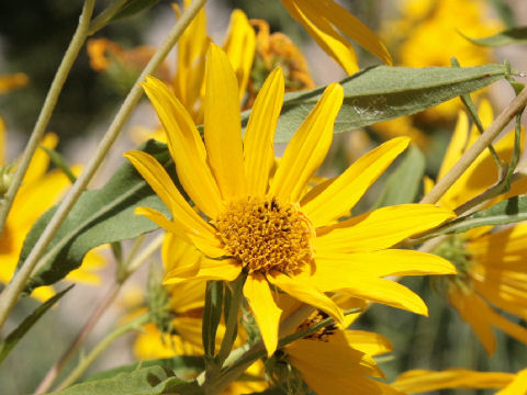 Helianthus maximiliani